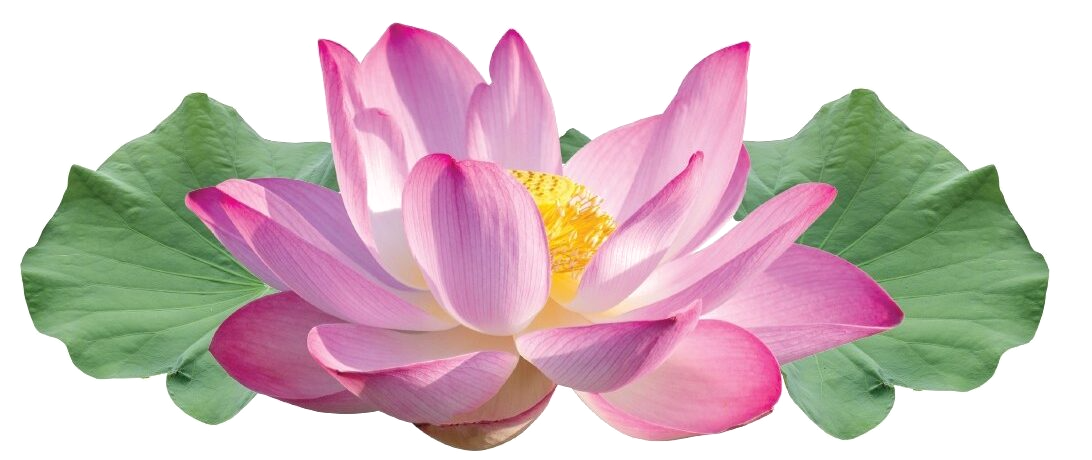 Lotus — the national flower of Vietnam